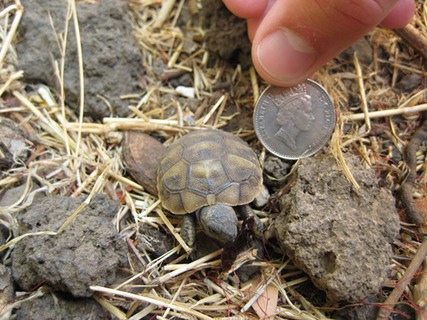 Baby tortoise