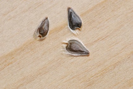brittlebush-seed