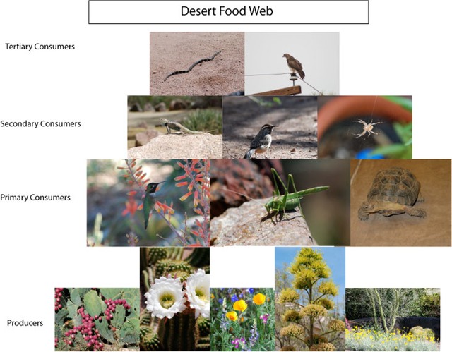 desert-food-web