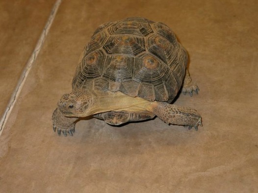 desert-tortoise