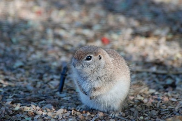 ground-squirrel-puffy