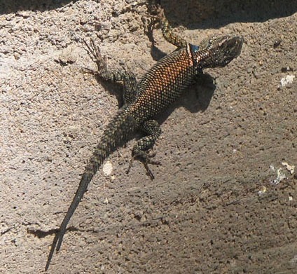 lizard-RAMSE-no-tail1