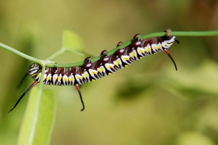 queen-larva-nice