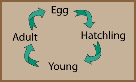 reptile-life-cycle