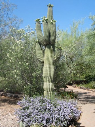 saguaro2