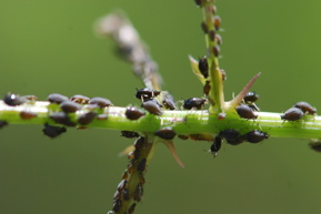 aphids