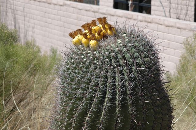 [http://growingwithscience.com/barrel-cactus.jpg]