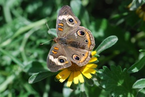buckeye butterfly