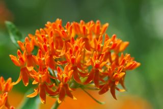 butterfly weed