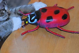 cat eating beetle