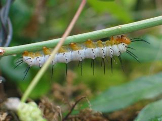 fritillary caterpillar