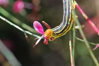 white lined sphinx caterpillar