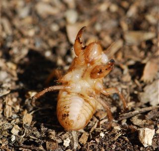 cicada nymph