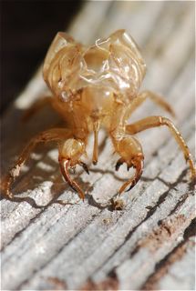 cicada exoskeleton