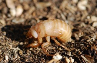 cicada nymph