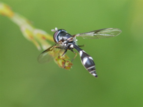 thickheaded fly