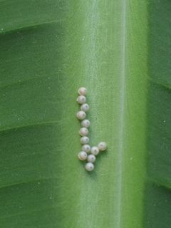 moth eggs