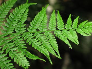 Mosses And Ferns