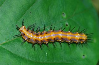 gulf fritillary caterpillar