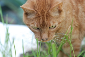 cat eating grass