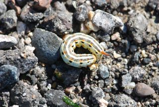 small whiteline caterpillar