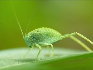 the katydid bug