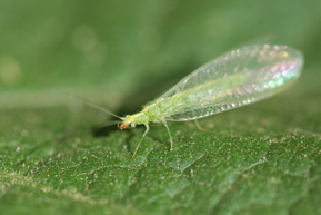 lacewing insects