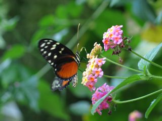 lantana