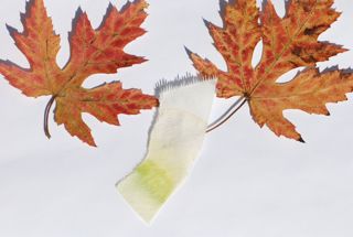 fall leaves