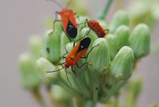 milkweed bug