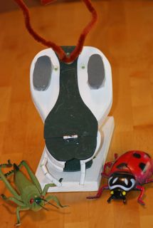 model insect