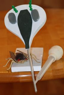 insect