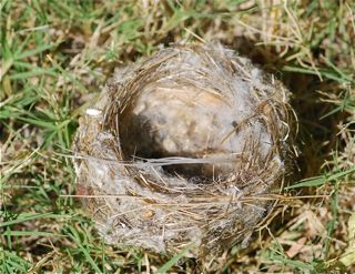 Bird Build Nest