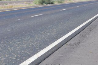caterpillars in road