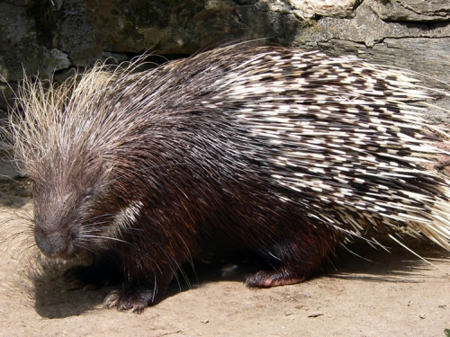 porcupine