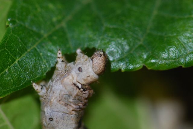 silkworm caterpillar