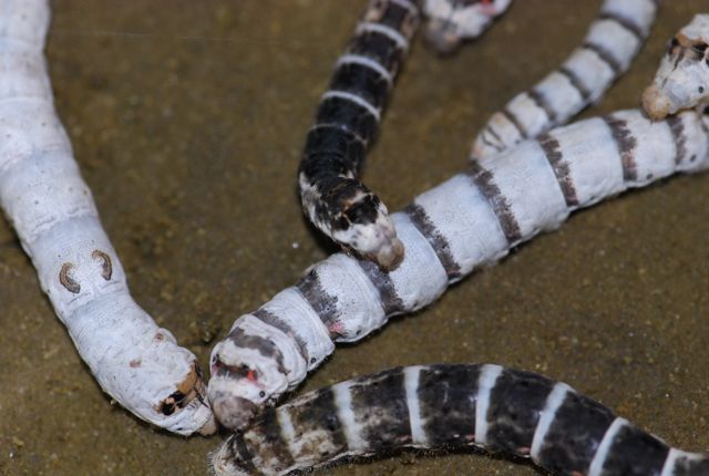 Types Of Silkworms