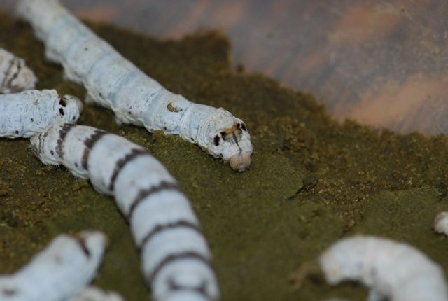 silkworm caterpillar