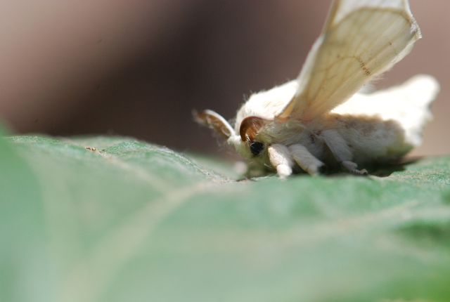 silkworm moth male