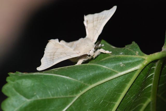 silkworm moth male