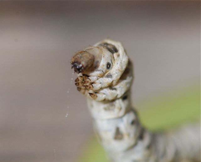 silkworm
