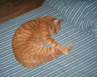 sleepy cat