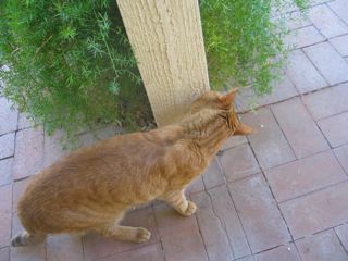 sniffing cat
