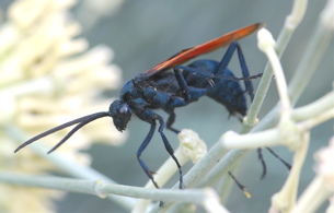 tarantula hawk