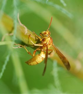 Wasps Insect