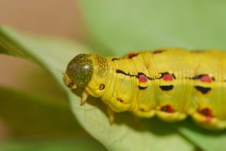caterpillar close up