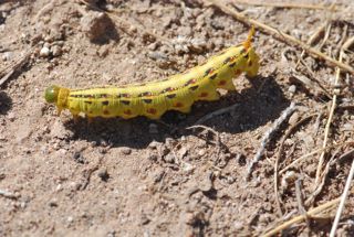 whiteline caterpillar