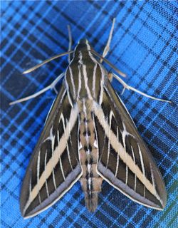 whitelined sphinx moth