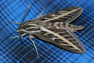 whitelined sphinx moth