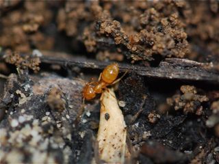 yellow ant yellow ant